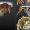 Ecuador registra 15 nuevas especies de hormigas para su biodiversidad
