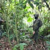 Sucumb&iacute;os: Militares se enfrentan a grupo armado, cerca de la frontera con Colombia