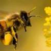 En la Amazon&iacute;a ecuatoriana se protege a las abejas nativas sin aguij&oacute;n