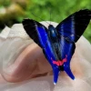 Estudio identifica 151 especies de mariposas en el entorno del Sumaco