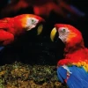 Aves del Yasun&iacute;: las especies que habitan uno de los bosques m&aacute;s biodiversos de Ecuador