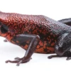 Cordillera del C&oacute;ndor: identifican una nueva especie de rana venenosa