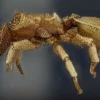 Ecuador suma dos especies de hormigas tortuga identificadas en el Choc&oacute; y la Amazon&iacute;a