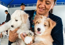 En Guayarte se realizará feria de adopción de cachorros