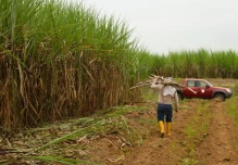 Ingenios azucareros proyectan más producción en 2026