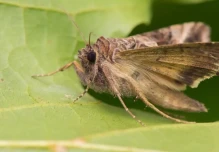 5 nuevas especies de polillas fueron descubiertas en Ecuador