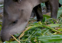 Mamíferos nativos de la Amazonía ecuatoriana, en la gastronomía de los kichwas 
