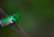Fundación Jocotoco ganó premio internacional que beneficia al colibrí