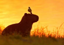 12 ciudadanos fueron sentenciados por tenencia ilegal de fauna silvestre en Sucumbíos