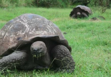 Las tortugas gigantes de Galápagos, afectadas por el plástico