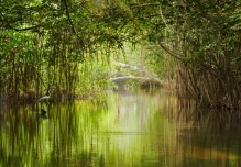 Fondo Verde para Clima asigna a Ecuador 36,4 millones de dólares para conservar manglares