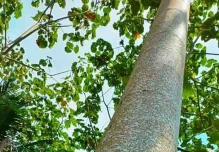 Madera de balsa abre nueva posibilidad energética 