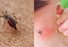 Ecuador ya registra 6 muertos por dengue