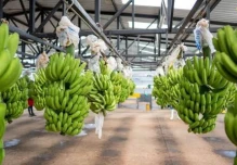 Sector bananero activa plan preventivo por posible llegada de El Niño