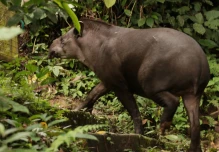 La gastronomía kichwa incluye tapires, guatusas, guantas y armadillos