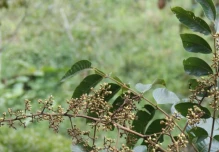 Investigadores describen una nueva especie de cedro en Ecuador