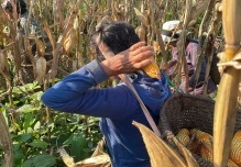 Empresas están interesadas en adquirir maíz duro de la Amazonía