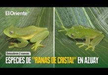 2 nuevas especies de "ranas de cristal" fueron descubiertas en Azuay