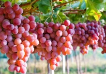 Ecuador suspendió la importación de uva peruana 