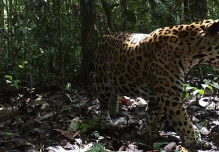 WWF lanza una estrategia continental para proteger al jaguar