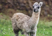 Ecuador cuenta con el primer programa de mejoramiento genético de alpacas