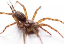 Nueva tarántula con espinas gigantes fue descubierta en Morona Santiago