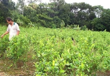 Familias del Putumayo firman acuerdo para sustituir 7.000 hectáreas de coca