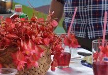 Zamora Chinchipe: Tutupali es la capital de la begonia