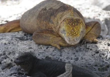 Galápagos: Población de iguanas amarillas se recupera