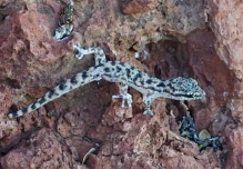 Científicos redescubrieron una salamanquesa en la isla Rábida