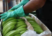 Rusia: 60 kilos de cocaína fueron incautados en barco con plátanos procedente de Ecuador