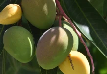 Ecuador exportará mangos a Corea del Sur 