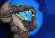 Oso perezoso es rescatado en el río Upano, en Morona Santiago