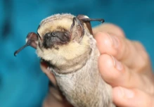 El diminuto mamífero volador de Galápagos que tiene de cabeza a científicos