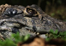 Yana Cocha, un bioparque que alberga animales rescatados