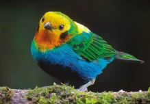 Colombia lideró el Global Big Day 2026 con 1.566 especies de aves registradas