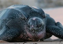 438 huevos de la tortuga laúd fueron reubicados en Manabí