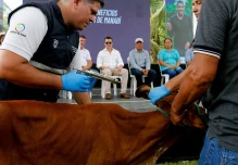 Gobierno anunció campaña contra la fiebre aftosa