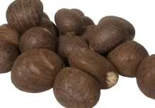 La tagua, un tesoro natural de la Amazonía