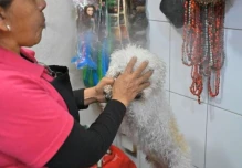 Medios internacionales ponen la mirada en las limpias espirituales para mascotas en Quito