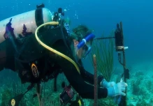 La inteligencia artificial se pone a escuchar los hábitos de la vida marina
