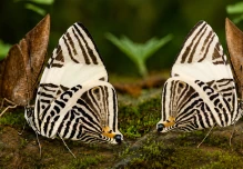 Análisis genéticos permiten identificar una nueva especie de mariposa en Napo