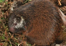Científicos describen nueva especie de puercoespín en el Parque Nacional Sangay