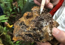 Aurania Resources suspendió sus operaciones en Ecuador