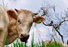 Zamora Chinchipe emprendió campaña para erradicar la rabia bovina 