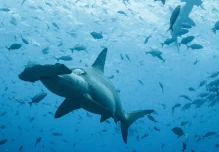 Por primera vez se registra la migración de un tiburón martillo desde Galápagos hasta Costa Rica