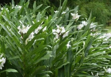 Científicos identifican plantas no nativas e invasoras de ecosistemas en los Andes 