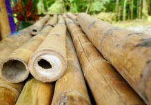 La producción de bambú se fortalece en Napo