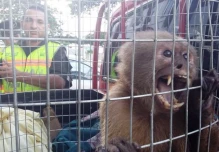Militares de Ecuador y Colombia combaten tráfico de especies en peligro de extinción
