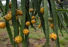 El cultivo de pitahaya impulsa la economía de los Shuar en Morona Santiago 